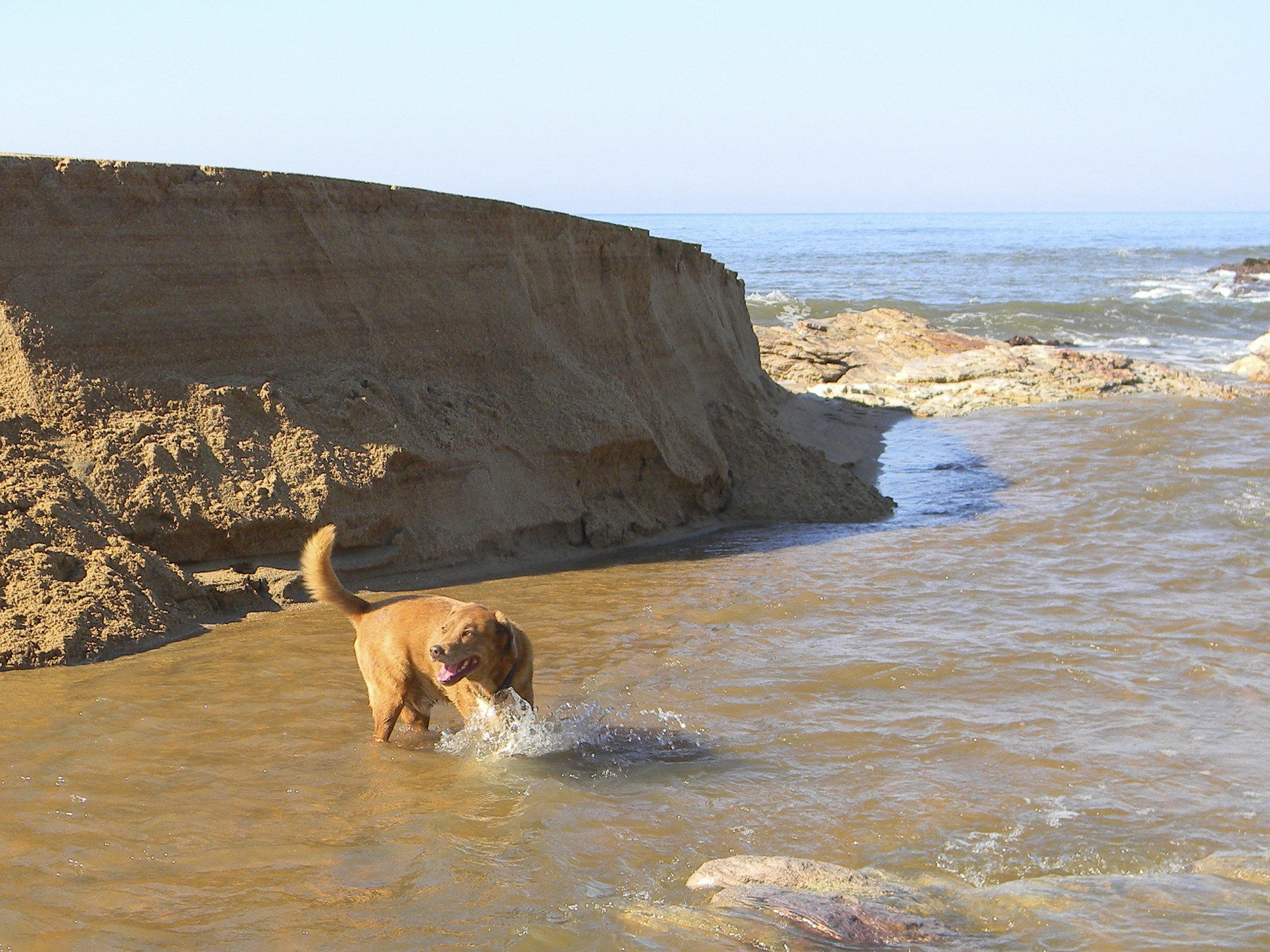 Dog playing in the Mhlangamkulu River mouth