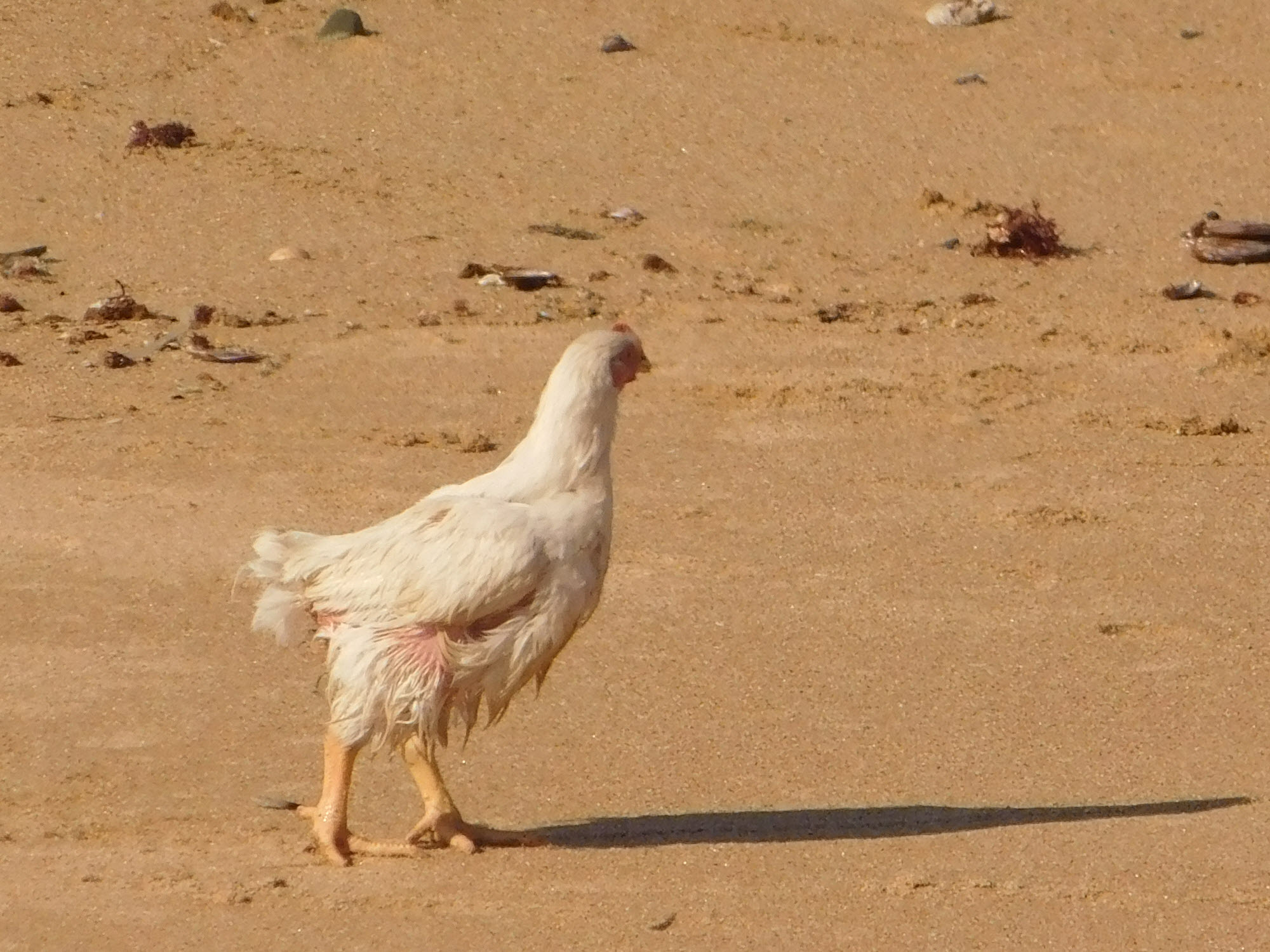 Wet chicken on the beach