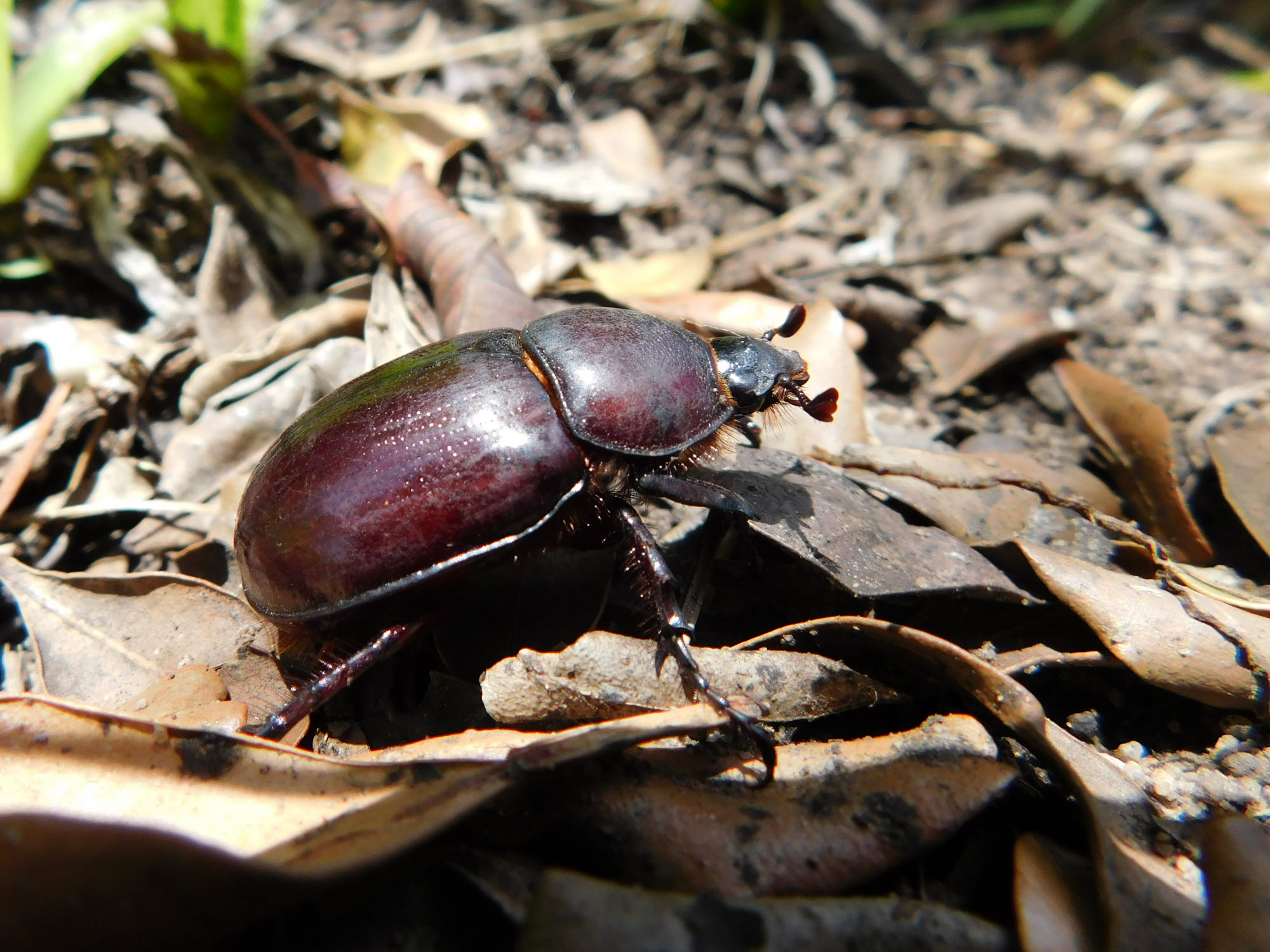 Brown beetle enjoying the sun