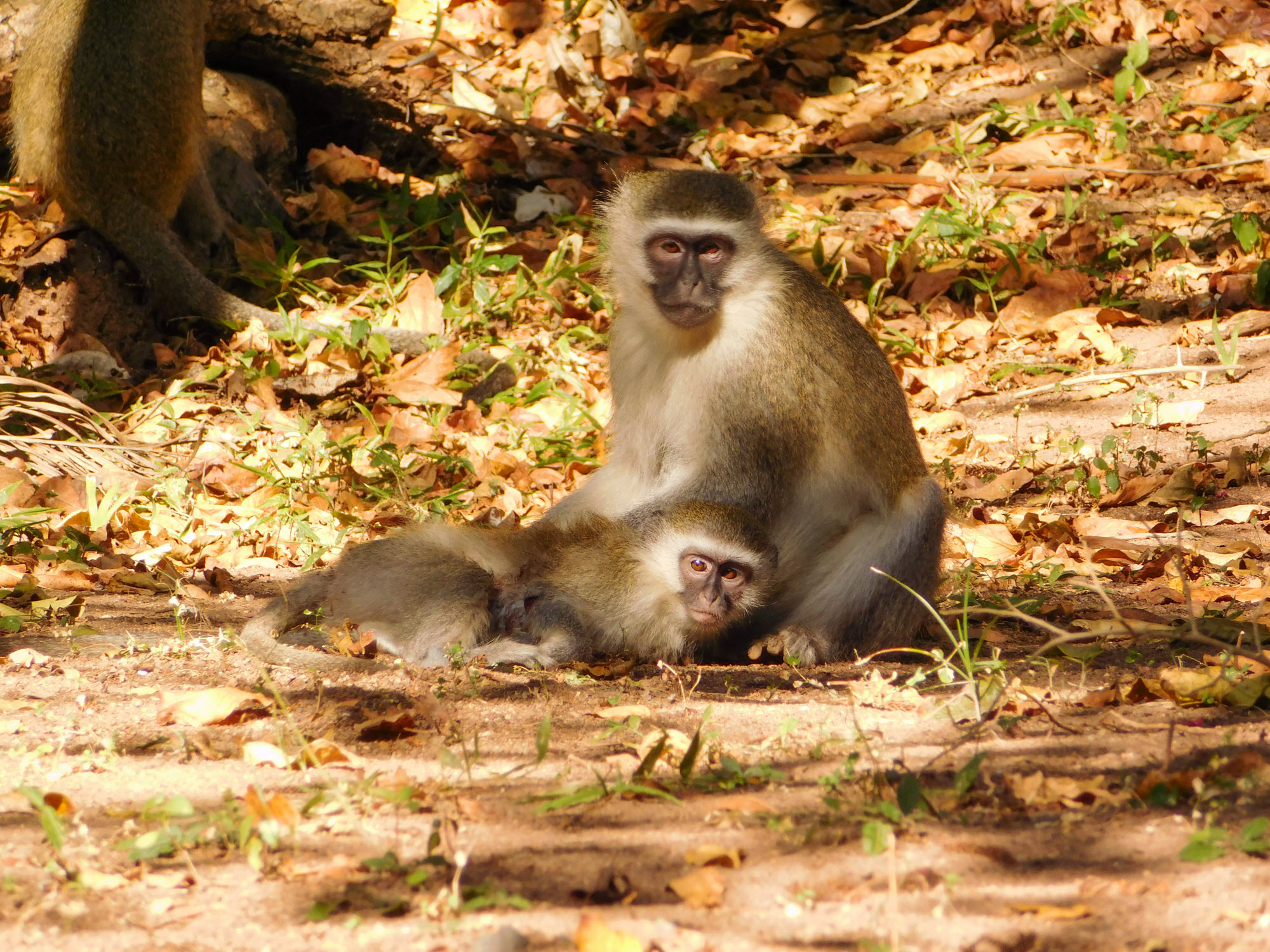 Vervet monkeys grooming each other in the sun