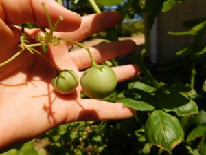Tamaties aan die aartappelplant