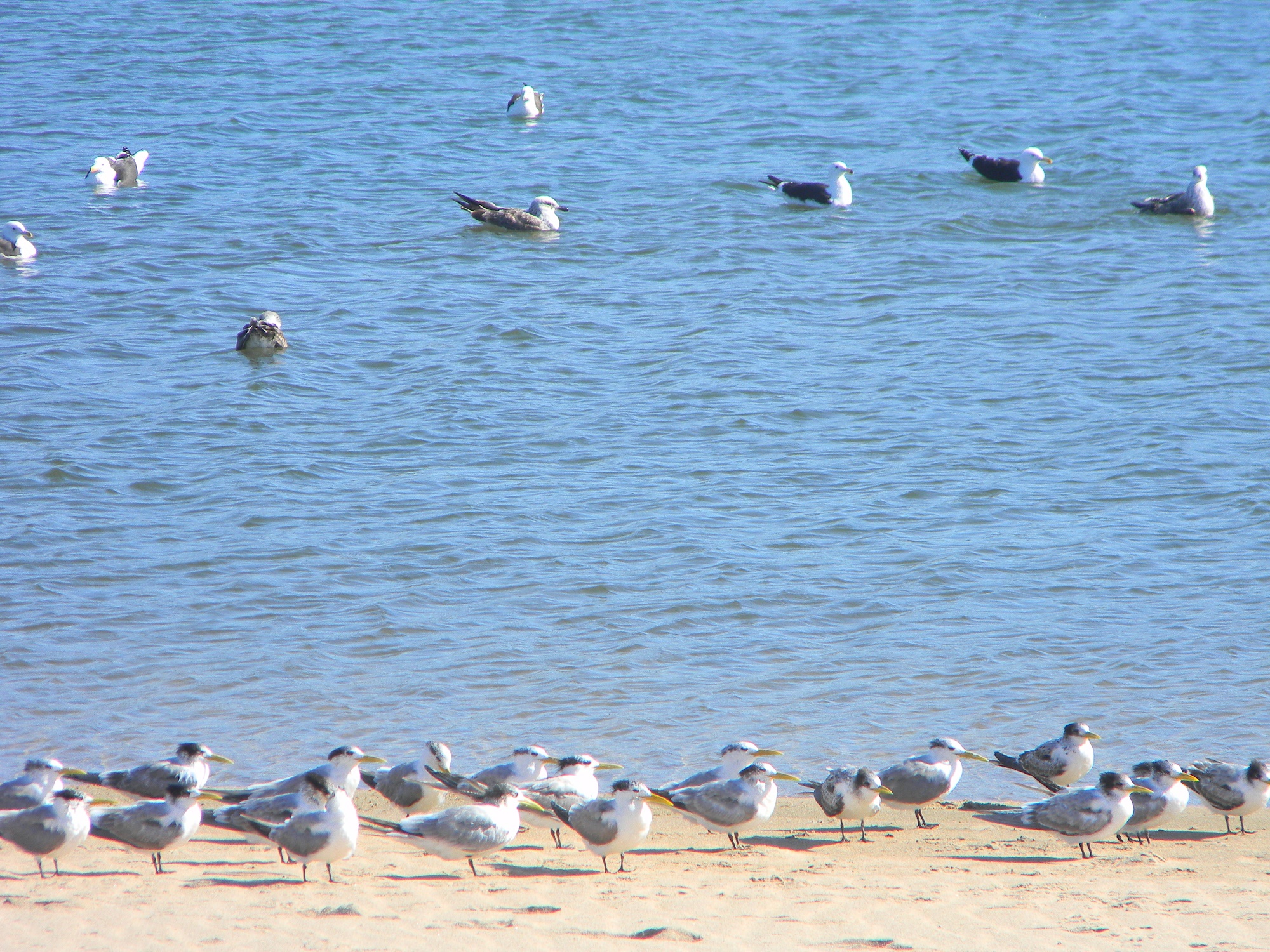 Seagulls on Mtwalume River lagoon
