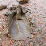 Fresh bushbuck spoor in the mud on River Sand Road