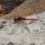 Dragonfly - Lake Eland Nature Reserve