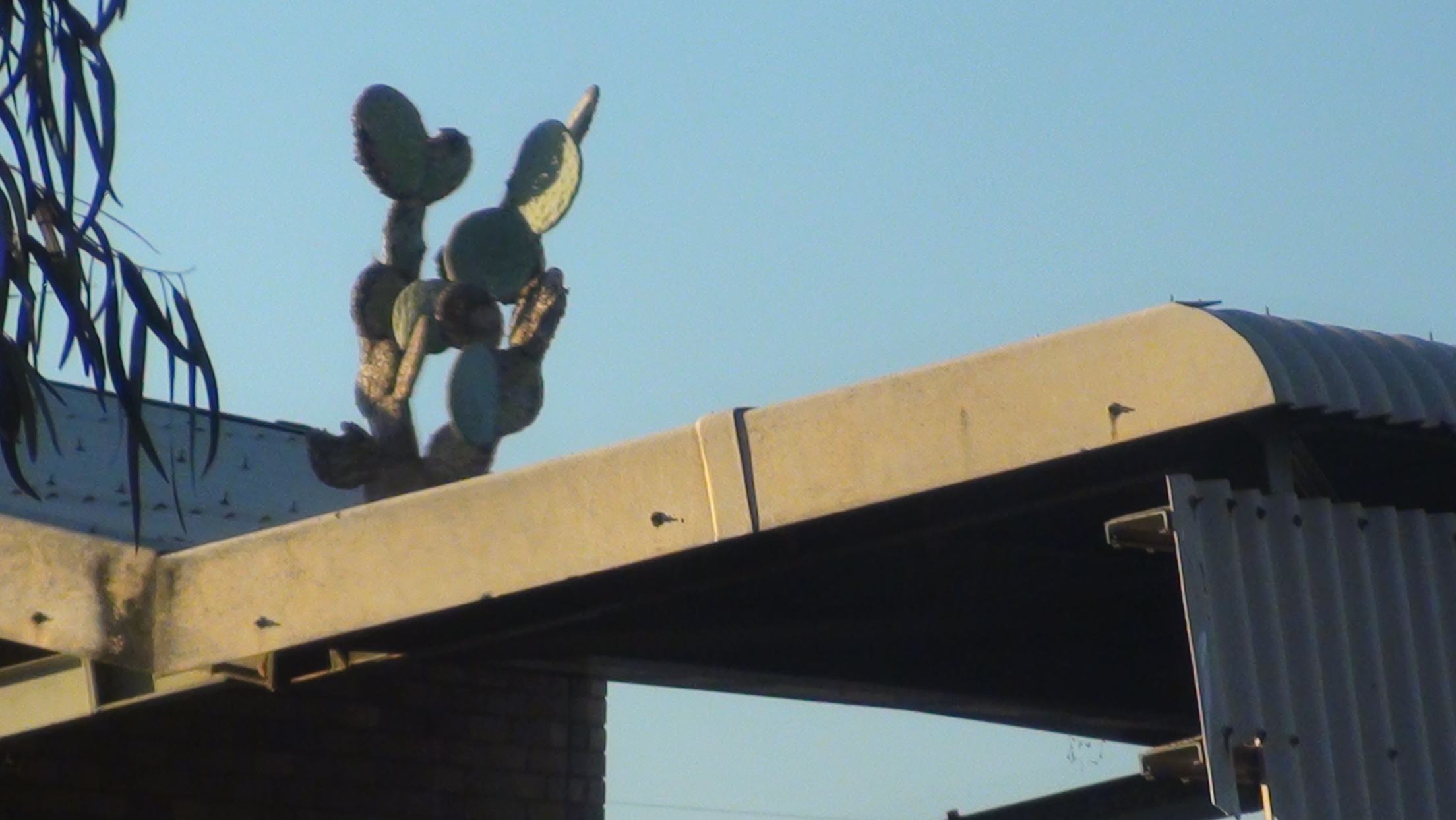 Prickly pear growing on the tin roof of and old building in Potfontein