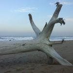Driftwood on Ifafa Beach