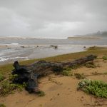 Driftwood on Elysium Beach, KwaZulu-Natal, RSA