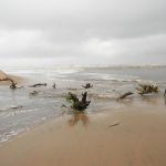 Driftwood in Mtwalume River mouth Elysium Beach