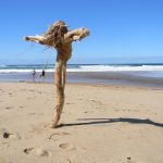 Driftwood on Elysium Beach