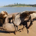 Driftwood on Elysium Beach