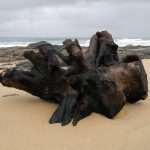 Driftwood on Mtwalume Beach