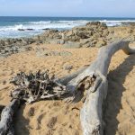 Driftwood on Ifafa Beach