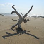 Driftwood Ifafa Beach