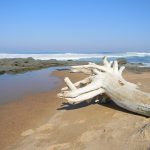 Driftwood Ifafa Beach