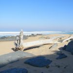 Driftwood Ifafa Beach