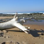 Driftwood on Ifafa Beach, KwaZulu-Natal, RSA