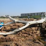 Driftwood on Hibberdene Beach