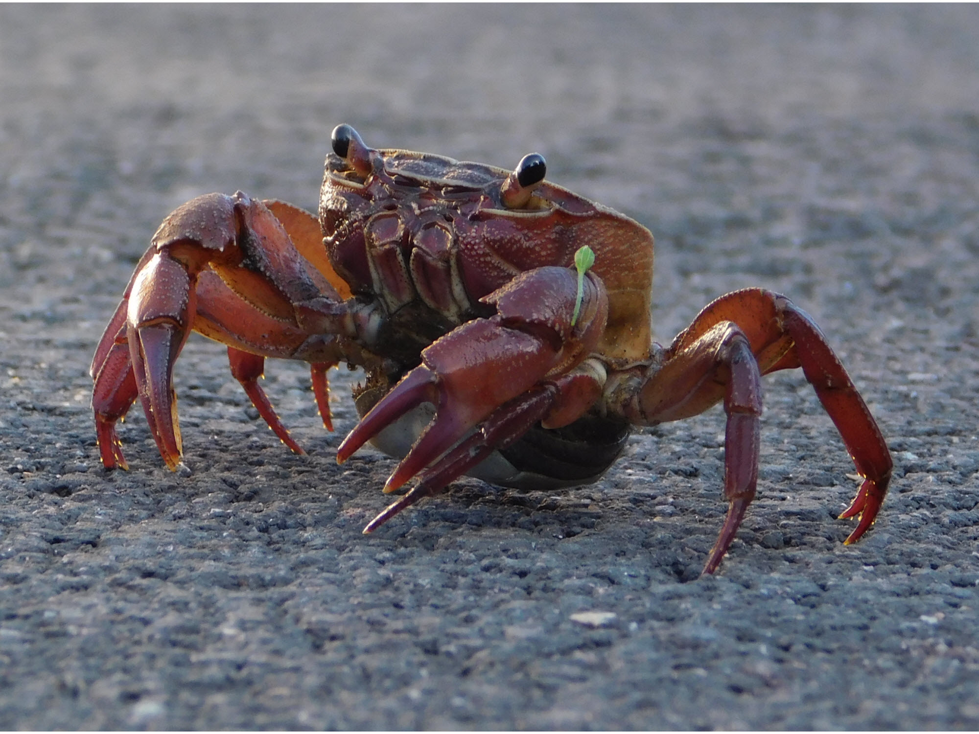 Land crab in the road