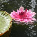 Water lily in Mauritius Sir Seewoosagur Ramgoolam Botanic Garden