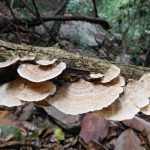 Mushrooms on a tree stump at Oribi Gorge, KwaZulu-Natal, South Africa