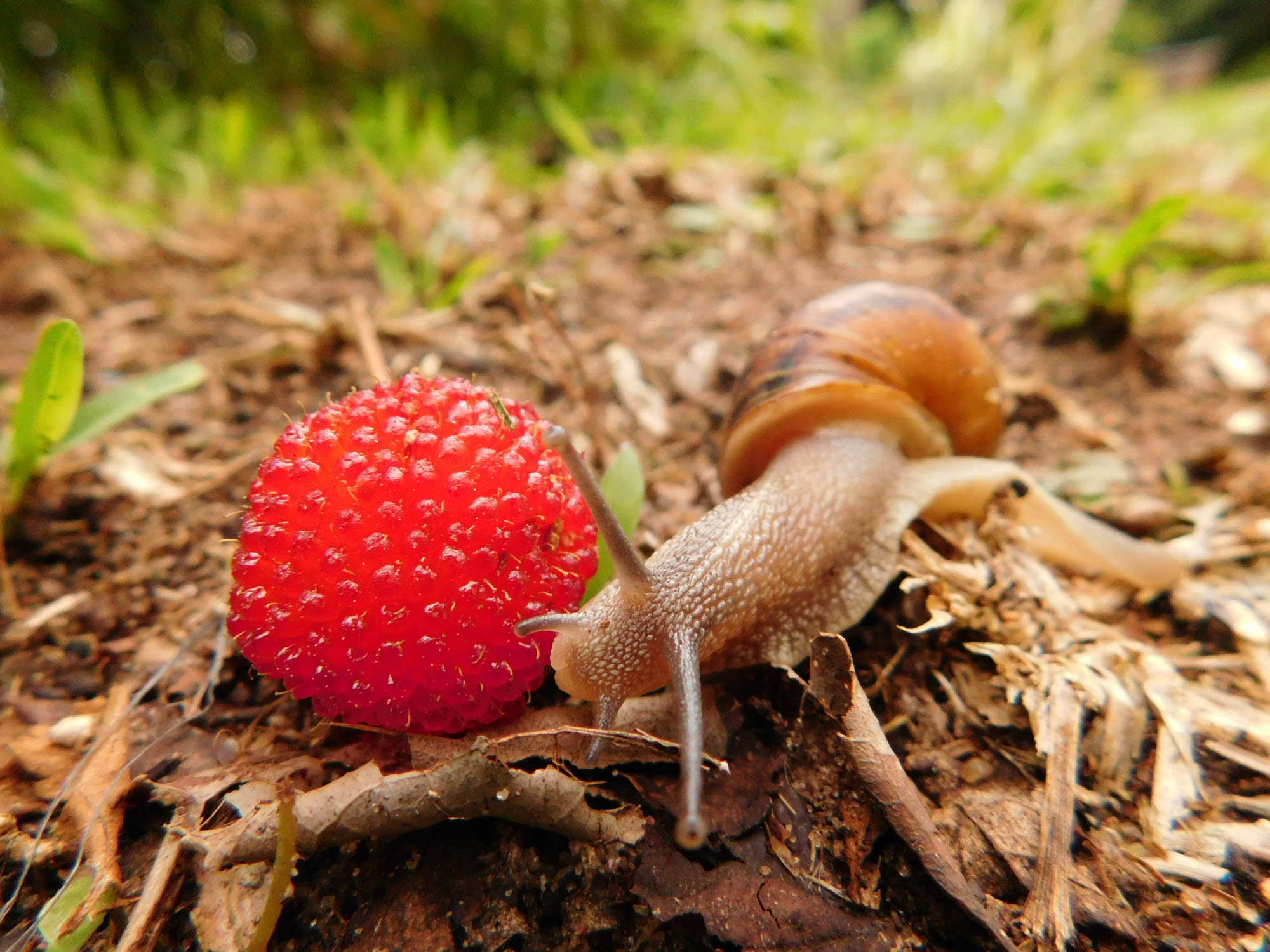 Common garden snail inspecting a wineberry in KwaZulu-Natal