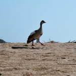 Egyptian goose on the river bank