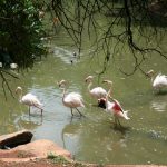 Treehaven Waterfowl Bird Park flamingos