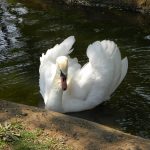 Treehaven Waterfowl Bird Park white swan