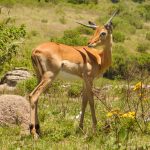 Antelope in the Lake Eland Nature Reserve, Oribi Gorge, KwaZulu-Natal