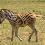 Zebra calf in the Lake Eland Nature Reserve, Oribi Gorge, KwaZulu-Natal