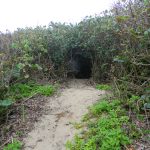 Entrance of the path through the bush