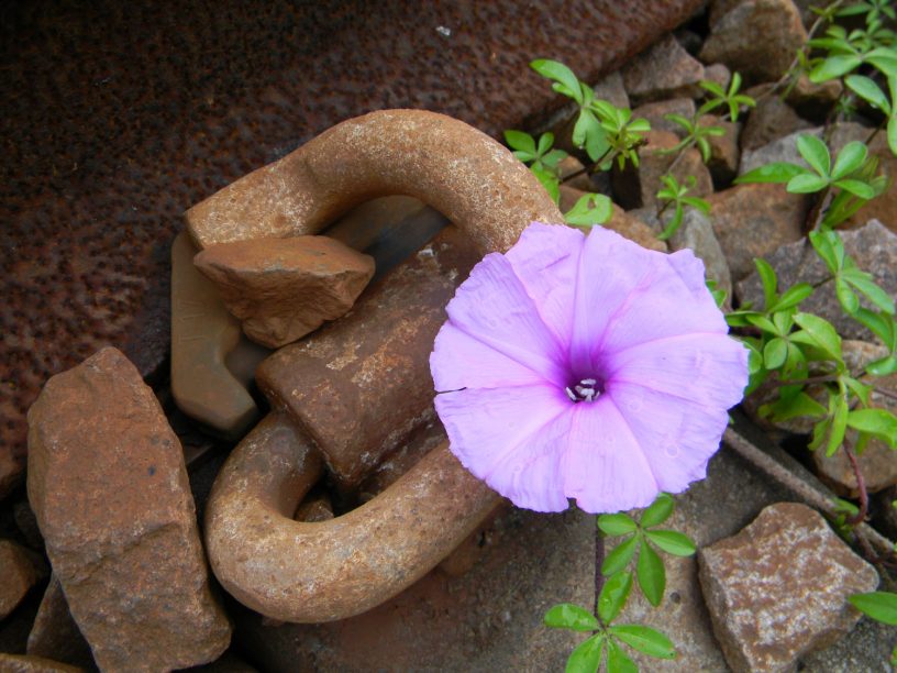 Purple flower growing between the railway tracks