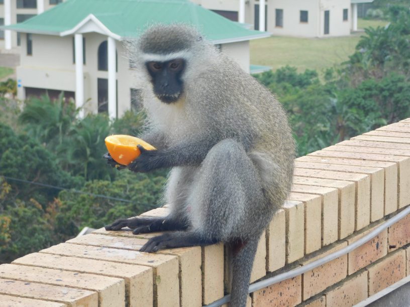 Cheeky vervet monkey sitting on the balcony wall having an orange