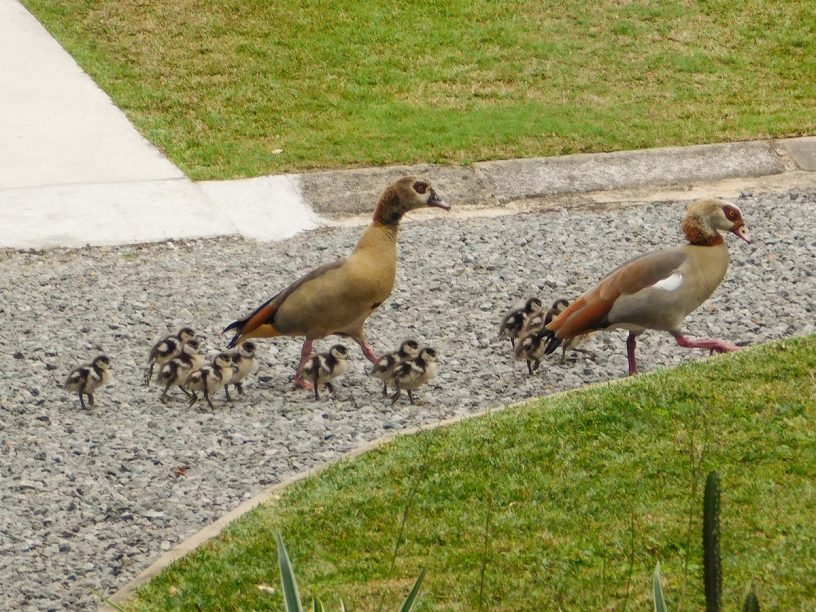 Egyptian Geese parents and twelve goslings