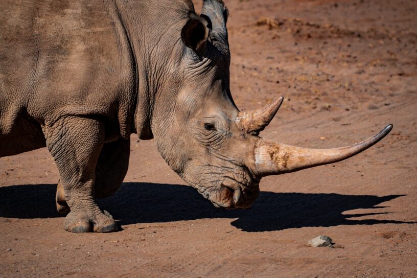photo of rhinoceros