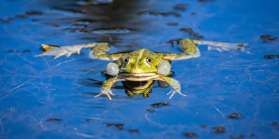close up shot of a green frog swimming in the pond