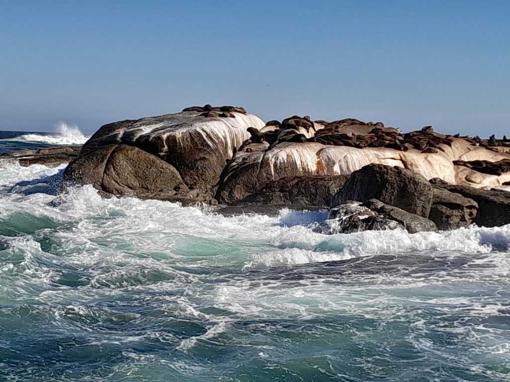 Seals on the rocks at Seal Island, Hout Bay